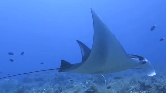 Manta Ray at Tubbataha Reef Philippines смотреть онлайн