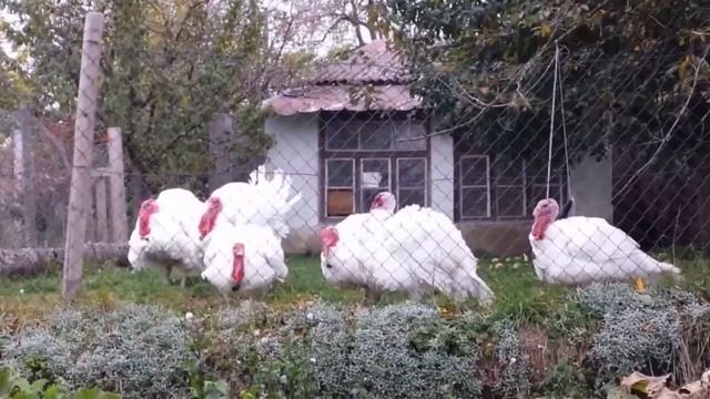 Звуки птиц для детей / Голос индюка / Крик индюка, звук индюка, голос индюка смотреть онлайн