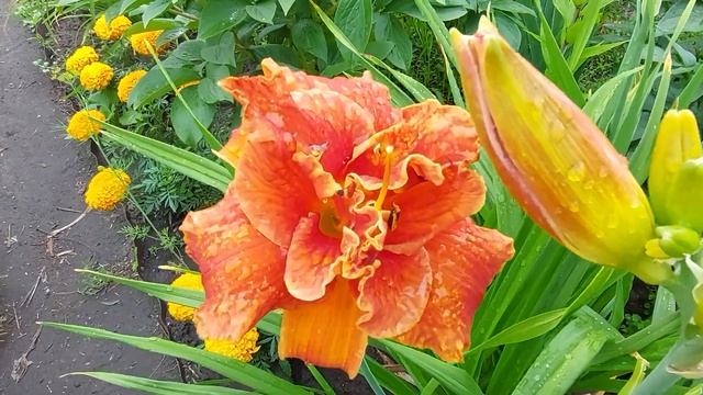 Махровый лилейник Мозес Файер.Июль2022. смотреть онлайн