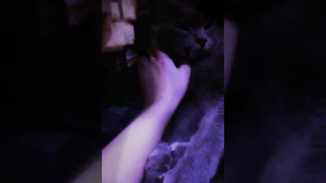 королевский кот. смотреть онлайн