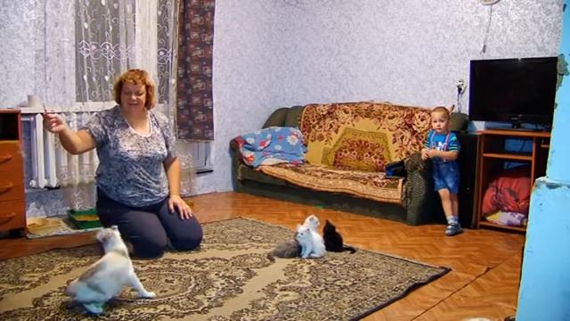 "Рыжая осень" в Благовещенске собрала 88 котов и кошек со всего Дальнего Востока смотреть онлайн