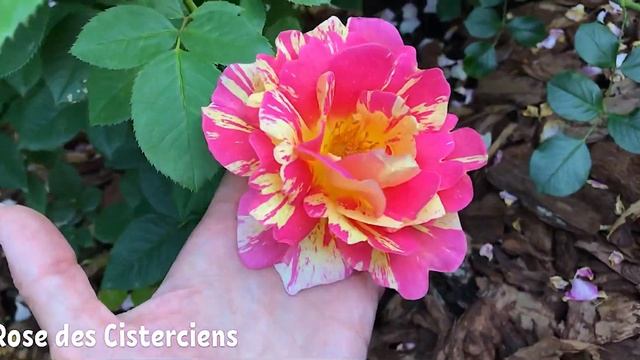 Notre Dame du Rosaire ? Herzogin Friederike ? Rose des Cisterciens ?кусочек LADY OF SHALOTT смотреть онлайн