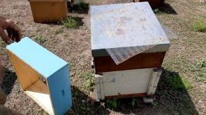 Роятся ли пчёлы Бакфаст?.. 23.05.19