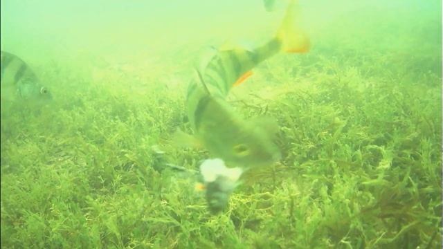 Окуневая рыбалка на Гусинке в Республике Бурятия смотреть онлайн