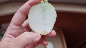 как нельзя резать луковицы гиппеаструма