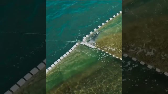 Нерпа ворует рыбу в сетях смотреть онлайн