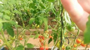 Коллекционный сорт - Марманде де  Монплее.