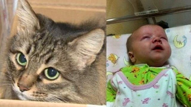 Мать решила избавиться от ребёнка. Но то что сделала эта кошка невероятно! смотреть онлайн