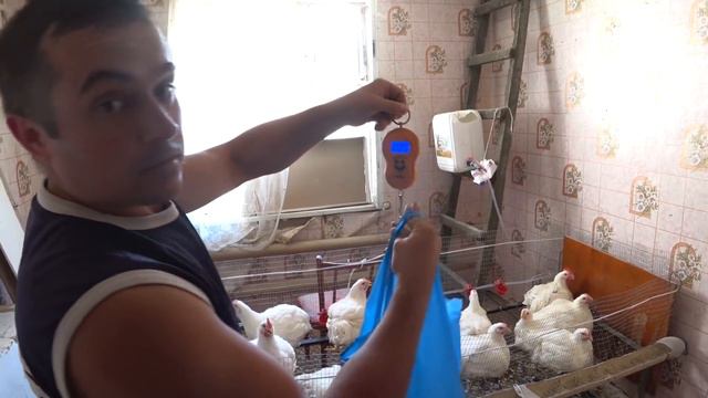 Выращивание бройлеров на кровати дома! смотреть онлайн