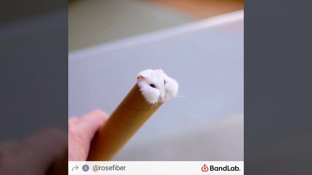 kryptonite cover by rose смотреть онлайн