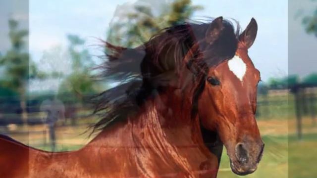Казакам посвящается. смотреть онлайн