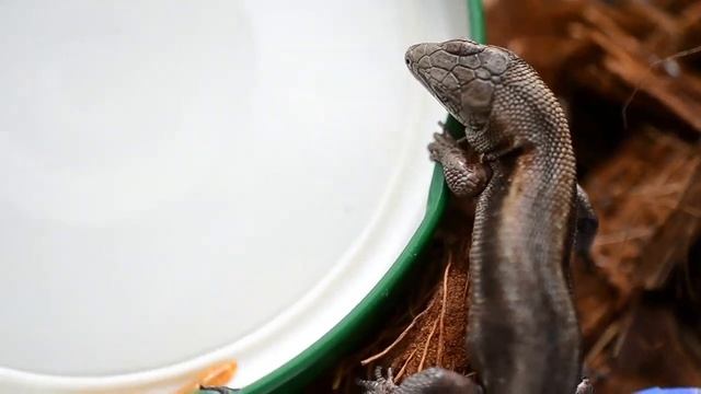 Чем кормить прыткую или живородящую ящерицу? Мучной червь. смотреть онлайн