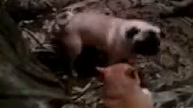 Пес-задира и кот истеричка смотреть онлайн