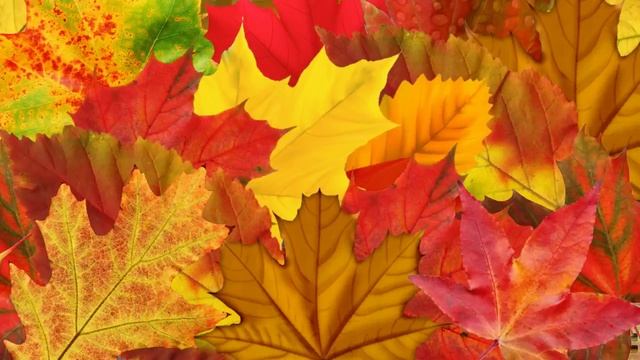 Самаркинам Золотая свадьба!.mp4 смотреть онлайн