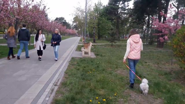 Сакуры. Киев смотреть онлайн