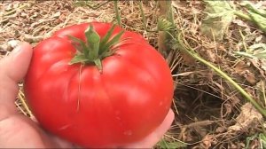 Томат сортовой - Мамина любовь. Август 2017 г //Секреты хороших урожаев.