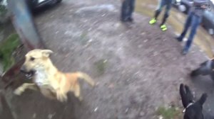 злая собака напала на мотоциклиста