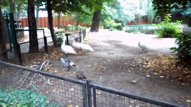 Киевский #зоопарк,птицы утки, #гуси,#индюки ...,видео Н.D. смотреть онлайн