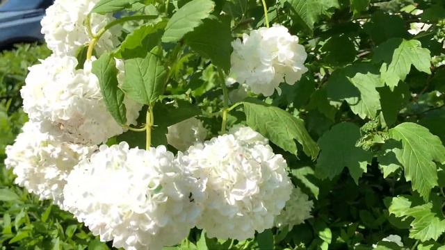The Chinese Snowball Viburnum | Hydrangea Family смотреть онлайн