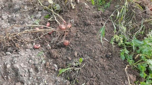 Эксперимент с картошкой 2022г. Плёнка, мульча сено, стандарт смотреть онлайн