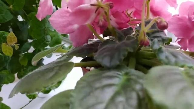 РМ-Свет Восходящего Солнца смотреть онлайн