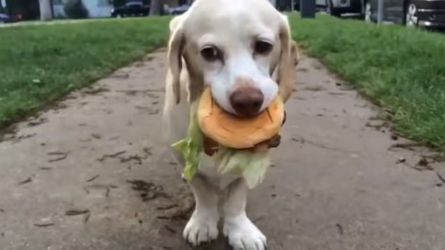 Приколы 2015 Смешное видео Funny Animals Смешные животные Смешные питомцы №1 2 смотреть онлайн