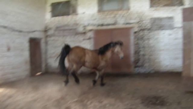 Баланс (Бойкая - Горец) л. Орлика белорусска упряжная порода смотреть онлайн