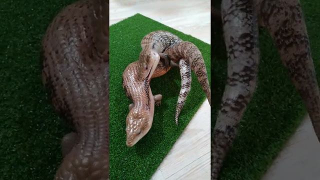 Спарювання сцинків | Mating blue-tongued skinks | Спаривание cцинков смотреть онлайн