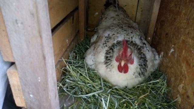 Какие яйца несут куры мастер Грей !?Gray Master Chickens Carry Super Eggs смотреть онлайн