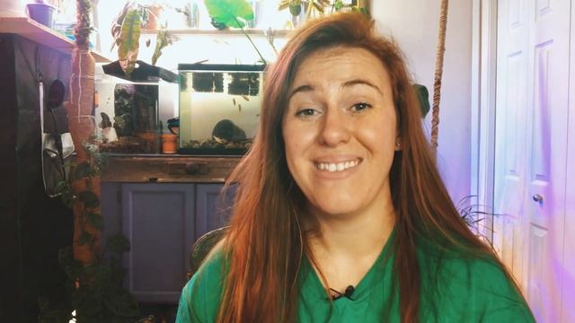 BOX STORE VARIEGATED MONSTERA FINDS?! HOW TO IDENTIFY MOSAIC VIRUS VS VARIEGATION. ???✅ смотреть онлайн