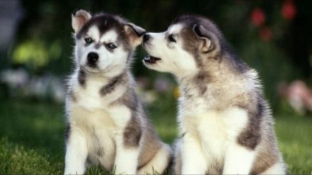 Pomsky   Top 10 Interesting Facts
