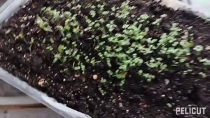 Как вырастить рассаду Мяты и Мелиссы дома?