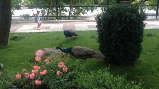 Крым. Парк львов "Тайган". С маленьким ребенком. смотреть онлайн