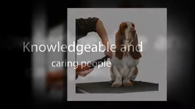 Desly's Pet Grooming смотреть онлайн