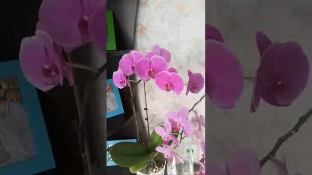 Стрим Без Меня. Желающие Могут Общаться 🍇🍓🍎 смотреть онлайн