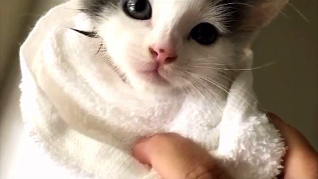 Мужчина услышал жалобный плач возле дома, и обнаружил целую кошачью семью, и вот что из этого вышло смотреть онлайн