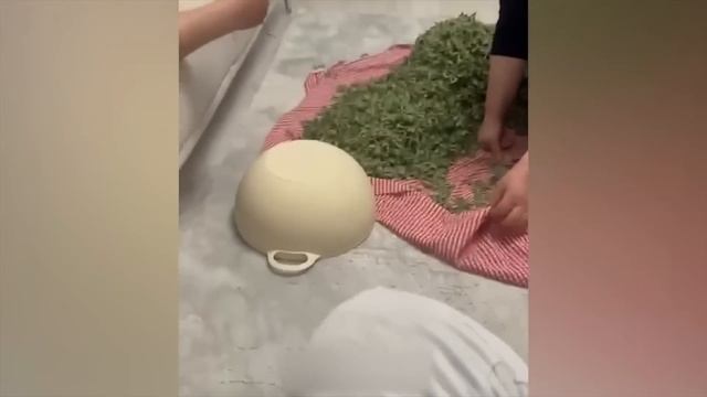 ПРИКОЛЫ С КОТАМИ! - С ОЗВУЧКОЙ! Самые смешные животные! СМЕШНЫЕ КОТЫ! смотреть онлайн