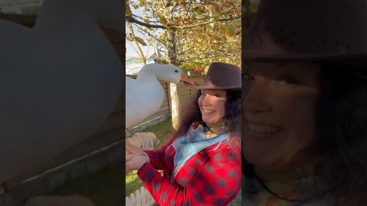 Гангста-гуси #гусь #животные #сурермарс #гусьобнимусь #гусьдома #goose #cute #animals