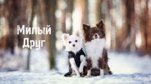 Милый друг || Христианская песня 🎧 🎵