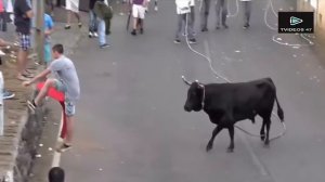 Фестиваль корриды # 4 лучших забавных видео