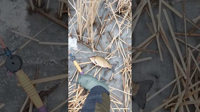 Камера для зимней рыбалки делает чудеса) огромный карась отрывает мормышки смотреть онлайн