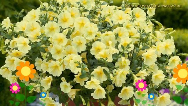 Петуния гибридная крупноцветковая Сюрфиния Импулс Йелу. Краткий обзор petunia Surfinia Impulz Yello смотреть онлайн