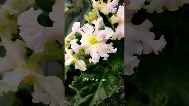 Фиалка РМ-Алисия