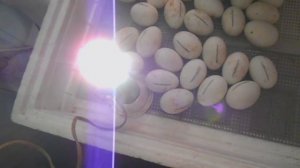 Овоскопирование утиных яиц на 16-й день инкубации.