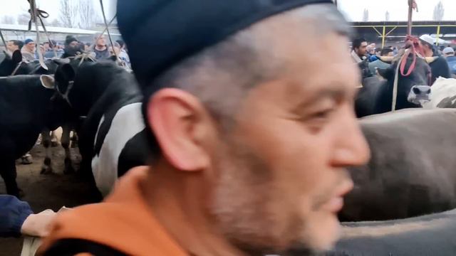 Asaka O'zbekiston Chorva Bozori Semiz Buqalar Narxlari 21-mart, 2024