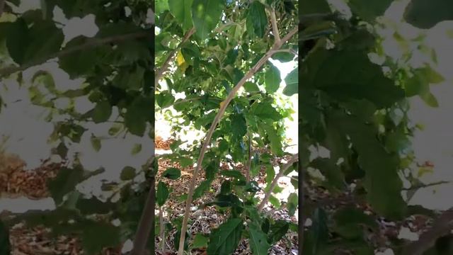 Peanut butter fruit tree growing in the desert of Arizona!! смотреть онлайн