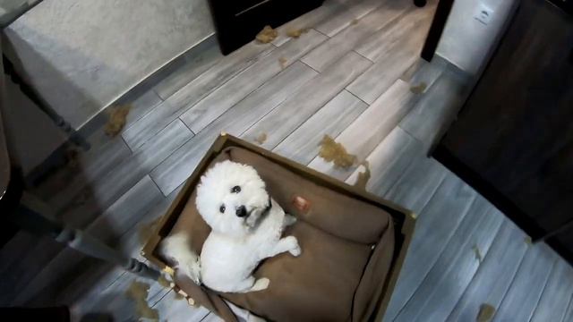 ОПЯТЬ СОБАКИ УСТРОИЛИ ПОГРОМ В КВАРТИРЕ! смотреть онлайн