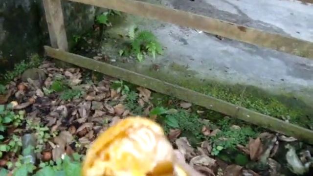 мандариновое дерево в нашем дворе смотреть онлайн