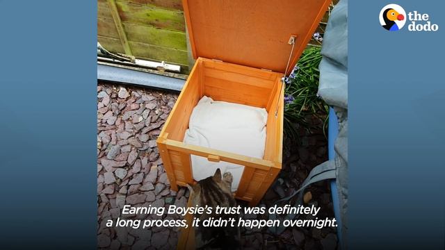Stray Cat Decides To Move Into Guy’s House | The Dodo Cat Crazy смотреть онлайн