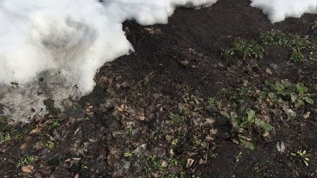 Наша первая весенняя поездка на дачу. Что делать в саду в апреле? Первые работы на даче весной смотреть онлайн